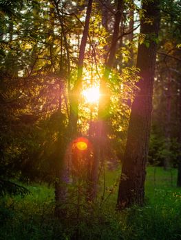 Wooded forest trees backlit by golden sunlight before sunset with sun rays pouring through trees, illuminating tree branches. High quality photo