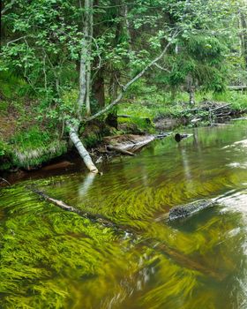 Small river with algae in a green deciduous forest. photo