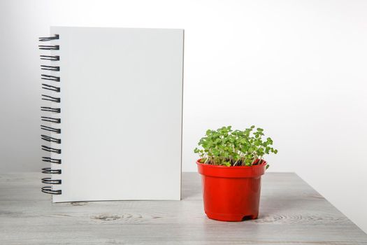 Sprouted arugula in a red plastic pot for salad and sketchpad on the springs in the kitchen. Winter's end