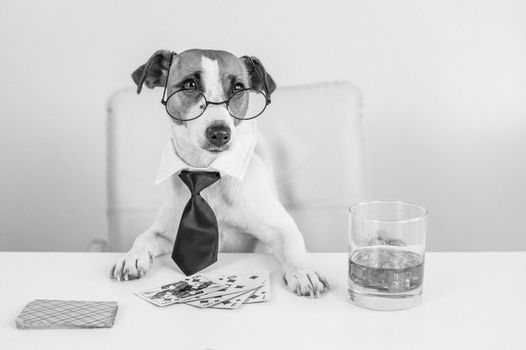 Jack russell terrier dog with glasses and a tie drinks whiskey and plays poker. Addiction to gambling card games. little one