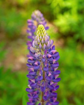 Colorful blue and purple colorful vibrant lupine wildflowers in with bokeh blurred background. photo