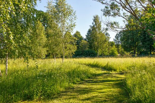 The path in the birch forest is at the beginning of summer in sunny weather