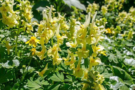 Pseudofumaria alba is a short-lived perennial plant in family Papaveraceae. Flowers are white with yellow throats, borne in racemes on short, branched stems above foliage from spring through autumn.