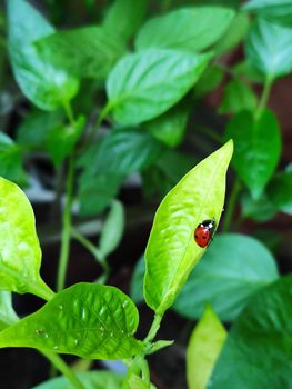 Ladybug and aphids sit on the green leaves of bell pepper seedlings. Close up