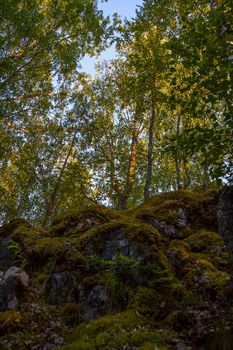 Inside summer mixed Karelian forest.