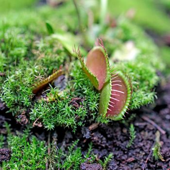 Venus flytrap (Dionaea muscipula), a carnivorous plant that catches its prey with a trapping structure formed by the terminal portion of each of the plant's leaves. Square frame