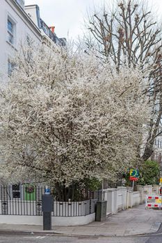 cherry blossoms is in an English garden