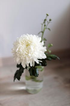 Large white chrysanthemum in a transparent glass vase, which stands on a table. Copy space