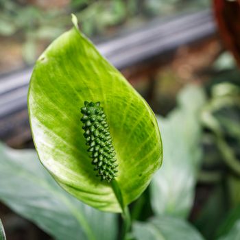 Spathiphyllum is a genus of about 47 species of monocotyledonous flowering plants in the family Araceae, native to tropical regions of the Americas