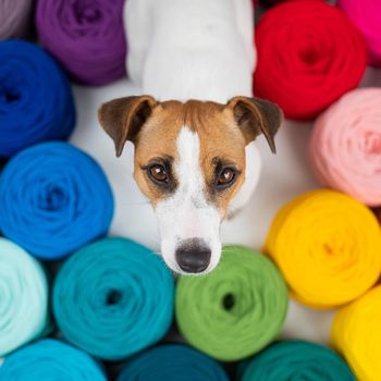 Jack russell terrier dog near multi-colored cotton yarn. The assortment of the store for needlework. Top view