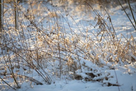 A thick layer of powder snow under which last year's dried plant stems stick out. Small twigs of grass lit by the morning sun.