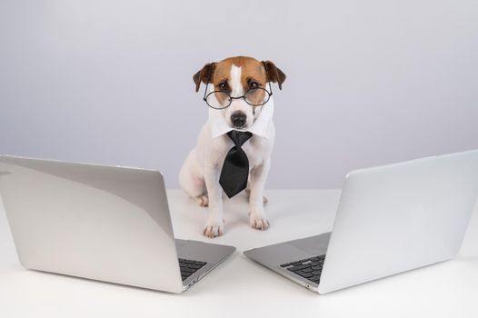 Jack Russell Terrier dog in glasses and a tie sits between two laptops on a white background