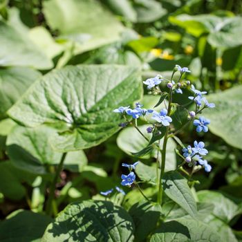 Brunnera macrophylla, the Siberian bugloss, great forget-me-not, largeleaf brunnera or heartleaf, is a species of flowering plant in the family Boraginaceae, native to the Caucasus.