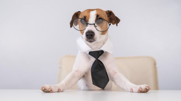Dog Jack Russell Terrier dressed in a tie and glasses sits at a desk