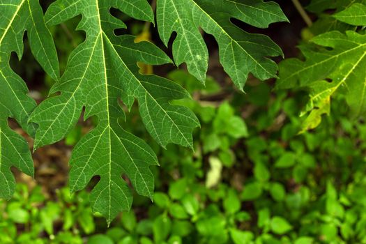 Tropical green big leaves. Tropic forest plant close up background.