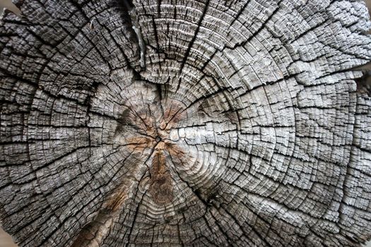 Background with wooden round logs two hundred years ago in Kizhi