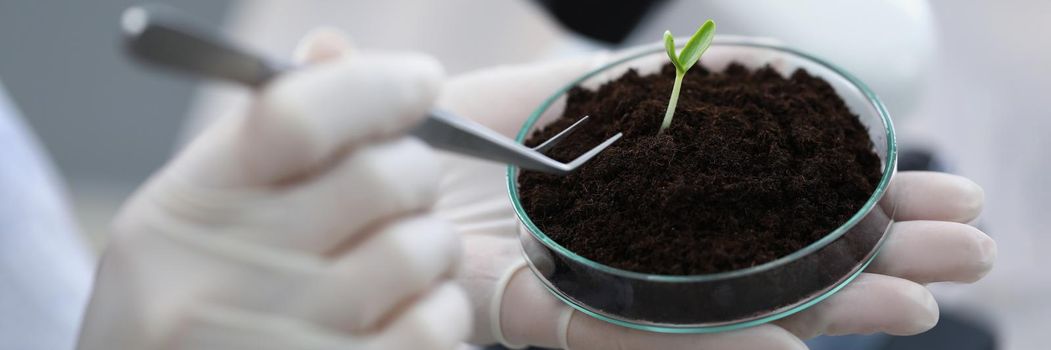 Close-up of scientist taking analysis of soil sample with young plant. Worker doing investigation in laboratory. Modern equipment, science, discovery, biology concept