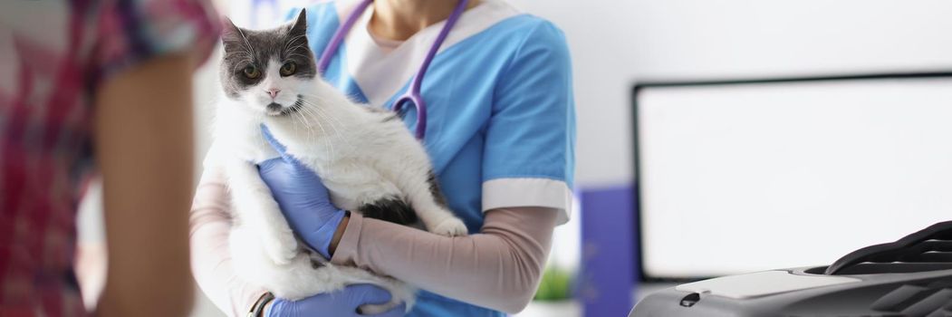 Close-up of veterinarian hold cat on hands, female taking care of pets, professional doctor. Time to examine cat at vet. Veterinary medicine, clinic for animals, checkup concept