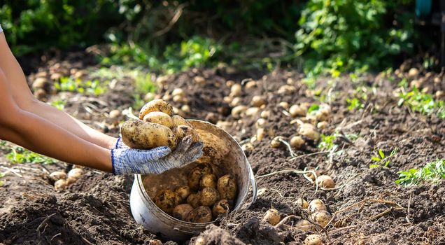 harvesting potatoes. Good potato harvest. selective focus