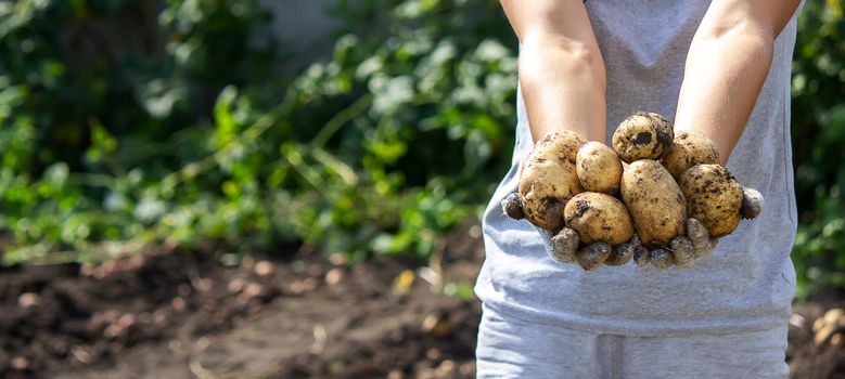 harvesting potatoes. Good potato harvest. selective focus