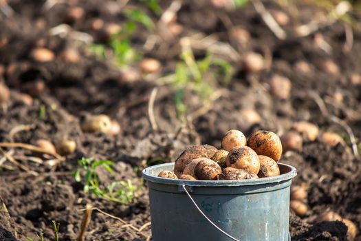 harvesting potatoes. Good potato harvest. selective focus