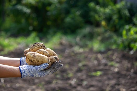 harvesting potatoes. Good potato harvest. selective focus