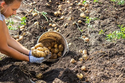 harvesting potatoes. Good potato harvest. selective focus