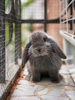 Small cute grey rabbit sitting on a balcony. Domestic animal close up. Easter or autumn harvest concept