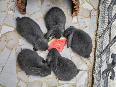 Close-up of three little grey rabbits eating watermelon.