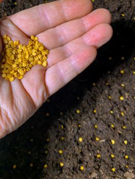 The man holds in his hand a lot of seeds, sowing vegetable seeds in peat. Agriculture.