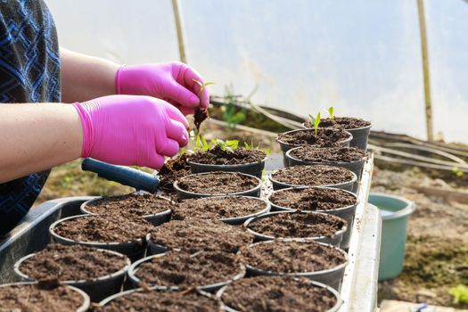 A woman holds a small pepper seedling in her hand, transplanting the plant into plastic cups. Agricultural work in a farmer's greenhouse.