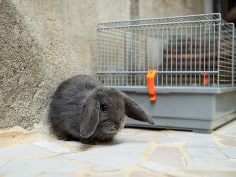 Small sad grey rabbit sitting next to the cage. Easter or domestic animal concept