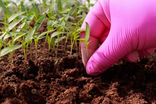 Woman in pink gloves takes pepper seedlings from peat for transplanting. Growing vegetable seedlings in a greenhouse.