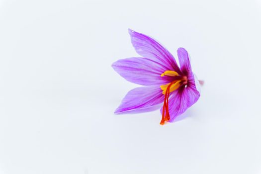 Saffron crocus on a white background close up. Place for text. There are three saffron stamens in the crocus, from which a spice is made.