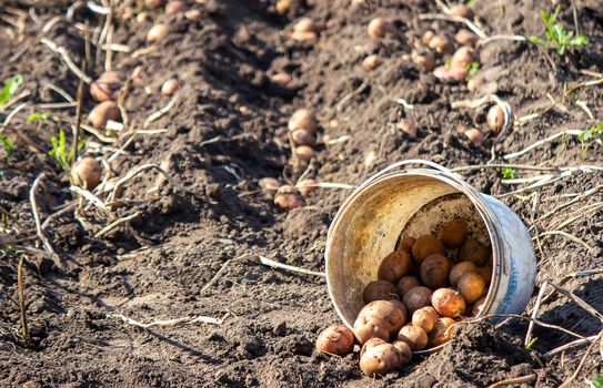 harvesting potatoes. Good potato harvest. selective focus