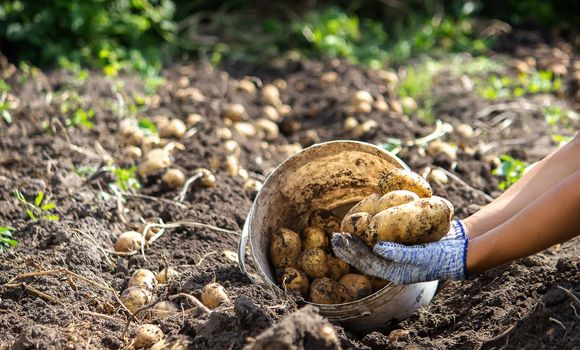 harvesting potatoes. Good potato harvest. selective focus