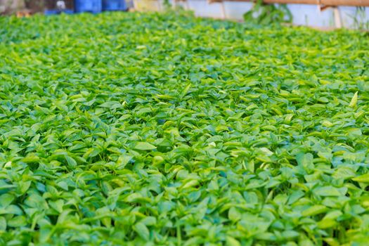 Pepper seedlings are grown in a greenhouse. Beautiful green pepper leaves. Well-groomed pepper. Growing seedlings.