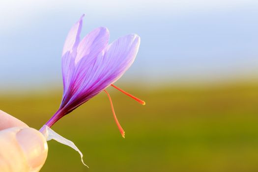 Farmer holding saffron crocus on blurred blue sky and field background. Beautiful autumn flower.