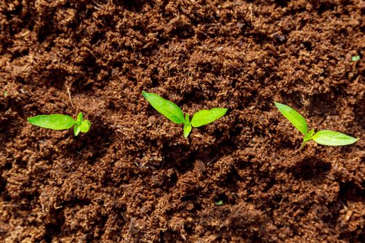 Three small peppers grow in peat. Small pepper seedlings are grown in a greenhouse, top view. Green healthy seedlings.