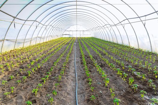 Peppers planted in rows in a greenhouse, a watering hose in the middle of the greenhouse. Freshly planted pepper. Agrobusiness.