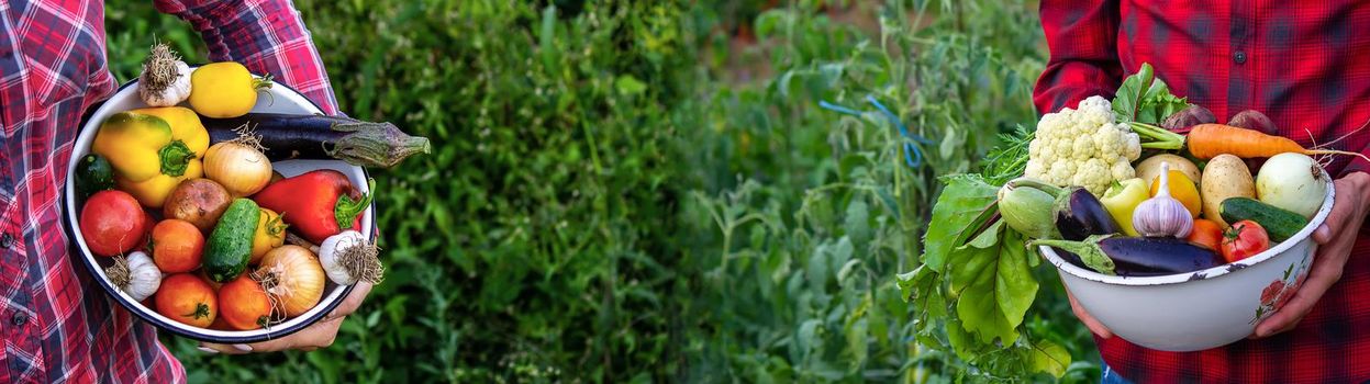 woman and man in the garden with vegetables in their hands. selective focus. nature.