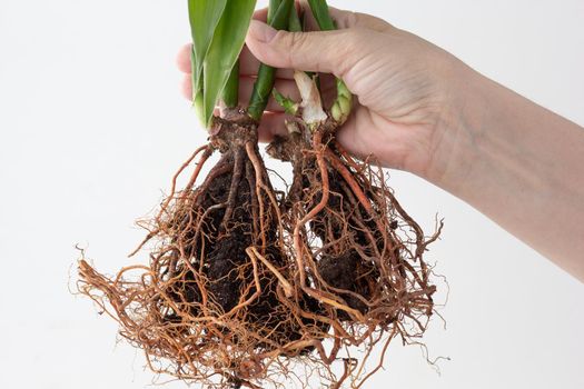 Woman hand holding Dracena Sandera multiplied by root division to transplant on white background