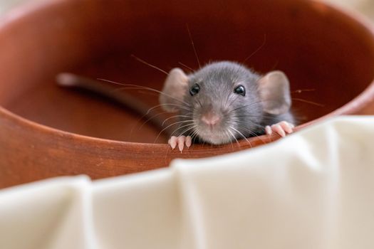 The head of a gray Dumbo rat on a white background, she sits in a clay plate and looks out, putting her front paws on the edge.