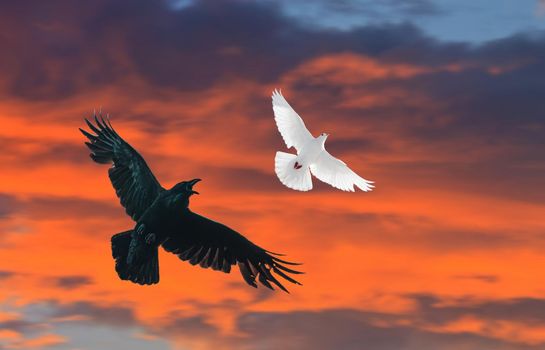 black raven chasing a white dove, good and evil