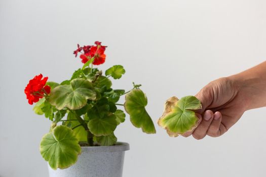 Woman hand holding cutting yellow leaf of blooming geranium damaged because of hotness and drought on white background