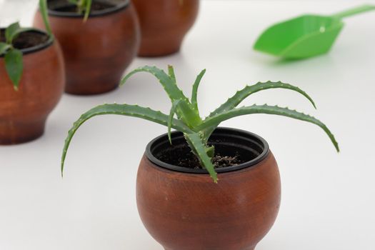 Aloe vera in brown clay pot on white background