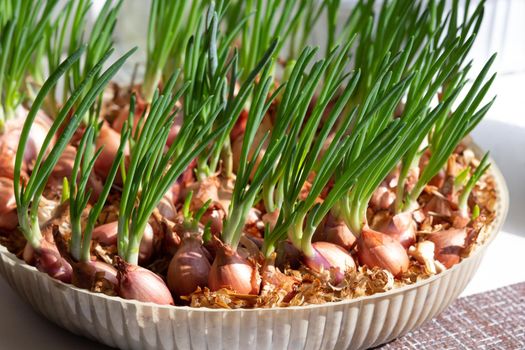 Green young onion with long stalks at home growing on sawdust with water. Concept green windowsill and healthy lifestyle