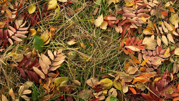 Bright autumn leaves of mountain ash, aspen, birch against the background of green grass