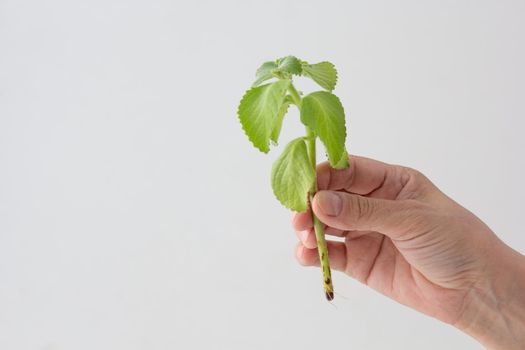 Woman hand holding rotted mint cutting to plant on white background
