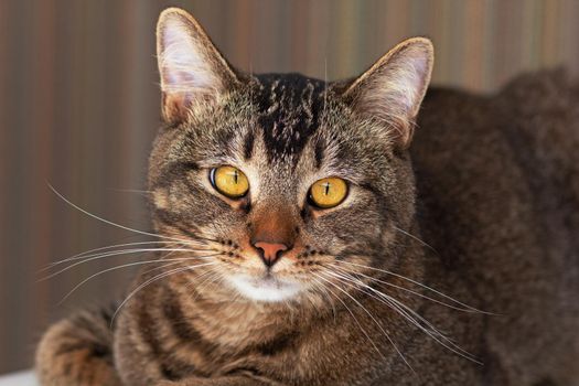 Portrait of striped tricolor cat with light yellow green eyes looking at camera